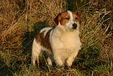 JACK RUSSEL 376